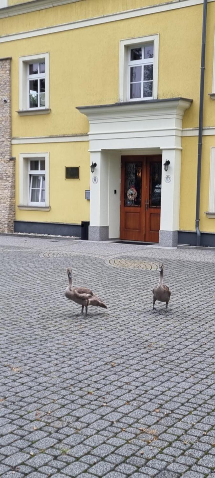 Palac Lucja Bb Zakrzów Esterno foto
